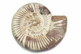 Polished Jurassic Ammonite (Perisphinctes) - Madagascar #378961-1